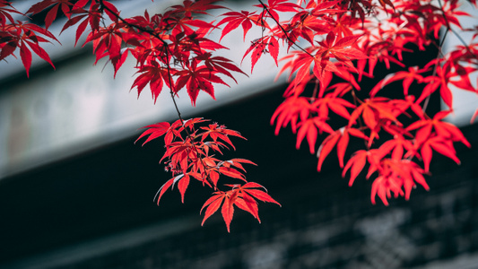 光影-色彩-枫叶-树叶-叶片 图片素材