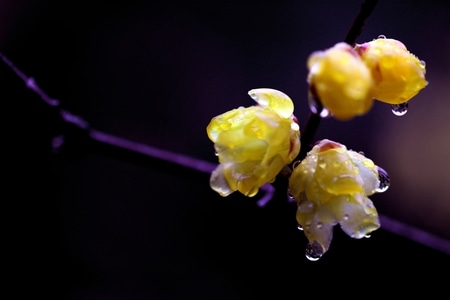 雨后腊梅-雨滴-晶莹剔透-花瓣如腊-花朵 图片素材