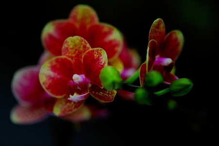 花卉摄影-植物细节-自然色彩-蝴蝶兰-特写 图片素材