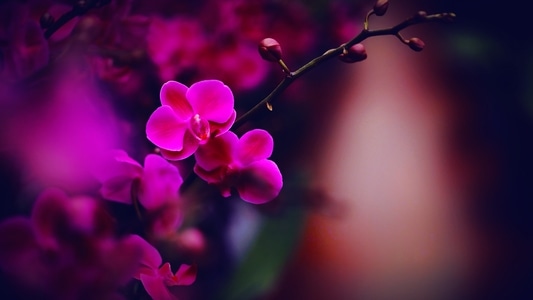 花卉摄影-迎春-蝴蝶兰-喜庆-花朵 图片素材