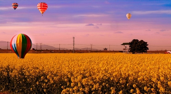 城市天际线-春天里-油菜花海-天际-热气球 图片素材