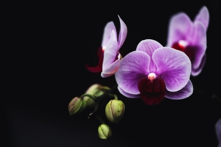 植物-花卉摄影-蝴蝶兰-美好祝愿-美丽 图片素材