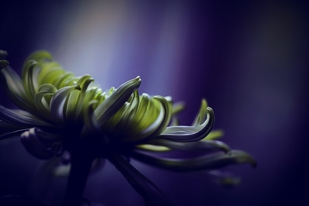 深秋-菊花-低调拍摄-冷美-清香 图片素材