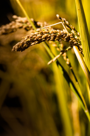 光线-自然-丰收-成熟-稻谷 图片素材