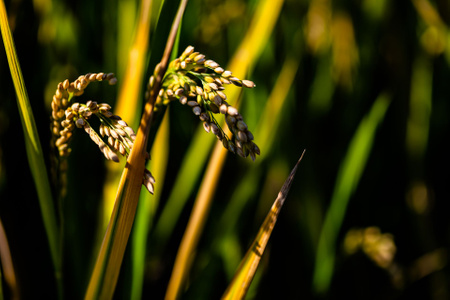 光线-自然-丰收-成熟-稻谷 图片素材