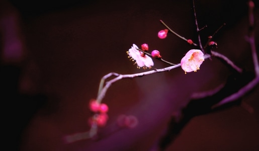 腊月-梅花开-报春-惊喜-花朵 图片素材