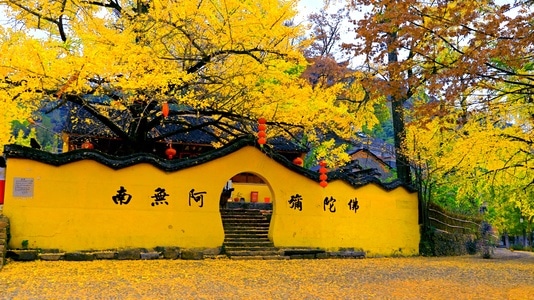 我的2019-深秋-古寺-古银杏-禅意 图片素材