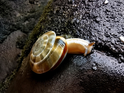 绵阳市-风景-风光-蜗牛-软体动物 图片素材