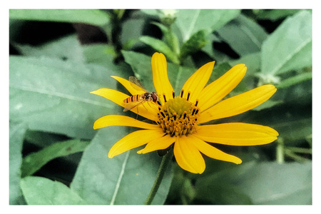 我要上封面-光影-蜜蜂-昆虫-纪实 图片素材