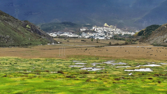 迪庆藏族自治州-旅游-风景-风光-草地 图片素材