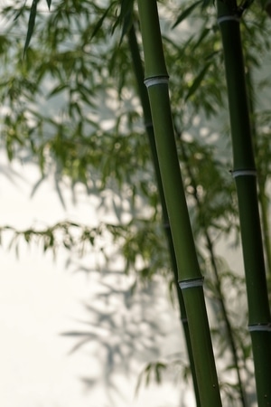 竹-银环-竹-银环竹-竹子 图片素材
