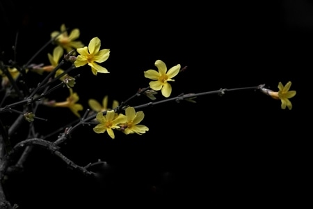迎春花开-你好2020-花-花朵-花卉 图片素材