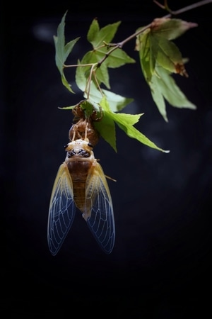 蝉-蜕变-金蝉脱壳-蝉-昆虫 图片素材