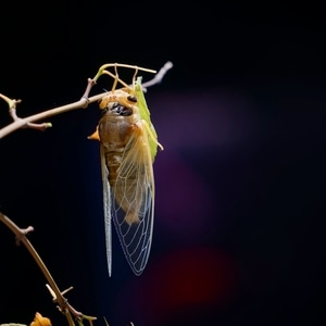 蝉-蜕变-金蝉脱壳-蝉-昆虫 图片素材