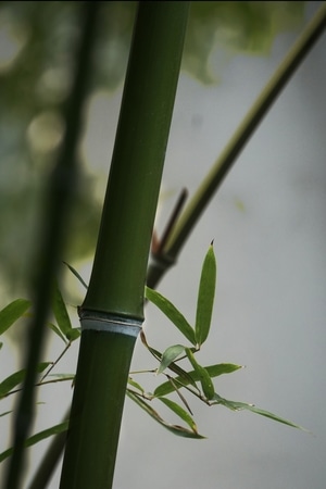 竹-银环-竹-银环竹-竹子 图片素材