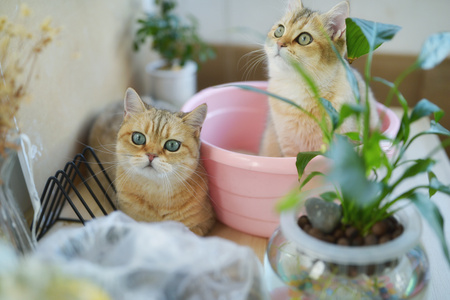 生活-猫咪-猫咪-猫-宠物 图片素材