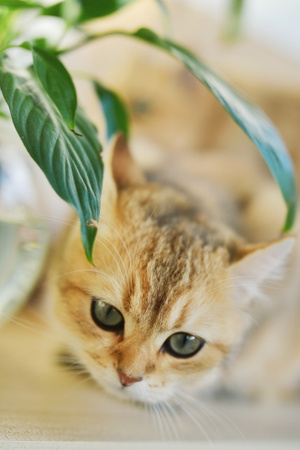 生活-猫咪-猫咪-猫-宠物 图片素材