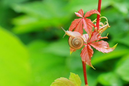 小可爱-蜗牛旅行记-蜗牛-软体动物-叶子 图片素材