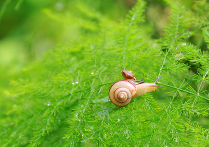 小可爱-蜗牛旅行记-蜗牛-软体动物-绿叶 图片素材