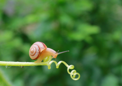 小可爱-蜗牛旅行记-蜗牛-软体动物-动物 图片素材