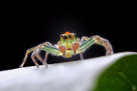昆虫-微距-蜘蛛-节肢动物-艾普蛛 图片素材