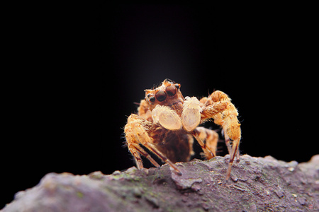 微距-昆虫-孔蛛-蜘蛛-节肢动物 图片素材