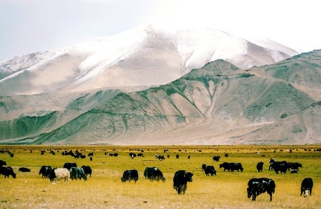 高山-草原-帕米尔高原-牦牛-自然 图片素材