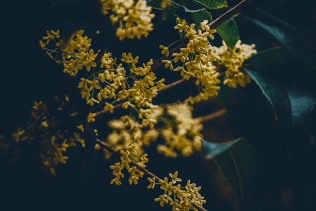 中秋-桂花-花-花朵-桂花 图片素材