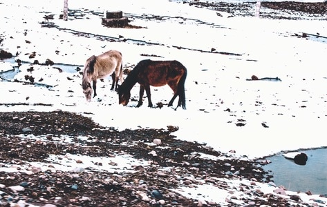 西藏-雪-冬-经幡-驴 图片素材