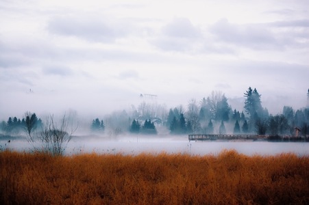 温哥华-冬-树-云-雾 图片素材