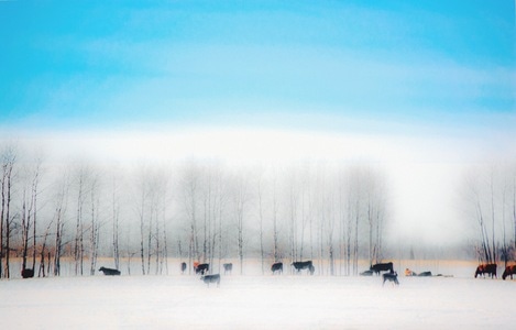 雪-冬季-牛-牧场-冬日牧场 图片素材