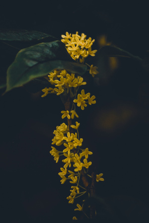 中秋-桂花-花-花朵-桂花 图片素材