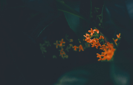 中秋-桂花-花-花朵-桂花 图片素材