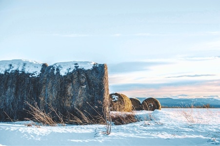 冬季-农场-加拿大-风景-雪景 图片素材
