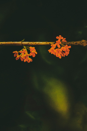 中秋-桂花-花-花朵-桂花 图片素材