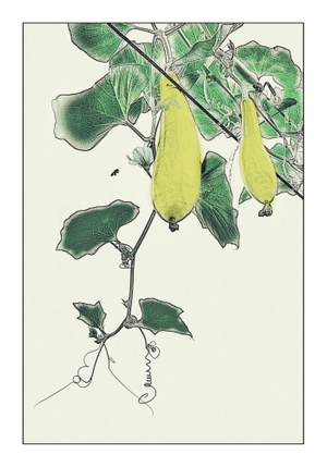 唯美-后期-手机摄影-蔬菜-植物 图片素材