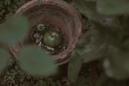 中国元素-莫兰迪色-蔬菜-番茄-盆子 图片素材