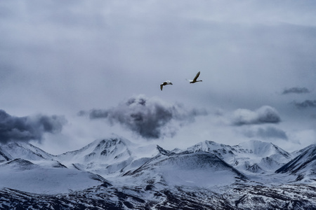 大美新疆-巴音布鲁克、-自然-风景-风光 图片素材