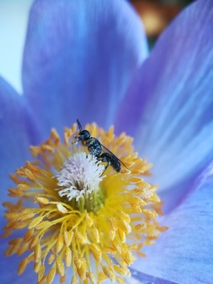 手机微距-昆虫-兴安白头翁-花粉-自然 图片素材