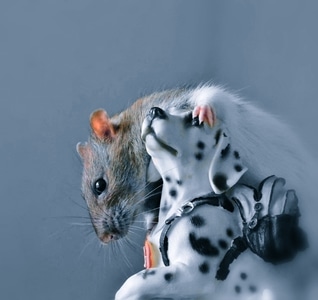 老鼠-玩具狗-自然-微距-老鼠 图片素材