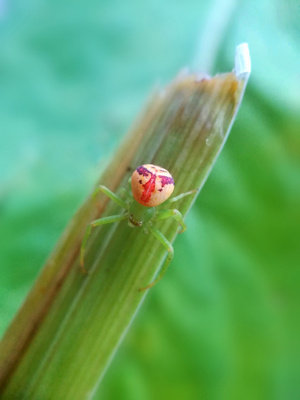 手机微距-昆虫-人面蜘蛛-七月-大兴安岭 图片素材