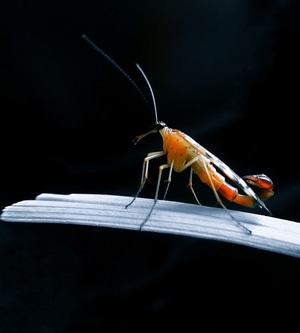 手机微距-昆虫-草蛉-大兴安岭-六月 图片素材