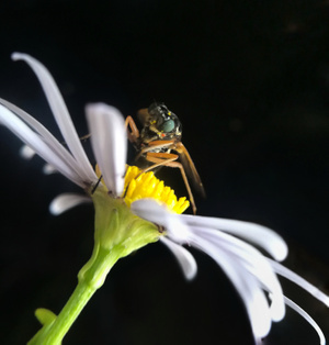 手机微距-昆虫-蜂-大兴安岭-七月 图片素材