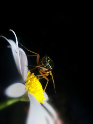 手机微距-昆虫-蜂-大兴安岭-七月 图片素材