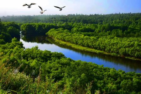 大兴安岭-七月-原始森林-河流-飞鸟 图片素材