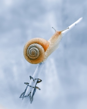 手机微距-昆虫-蜗牛-自然-六月 图片素材