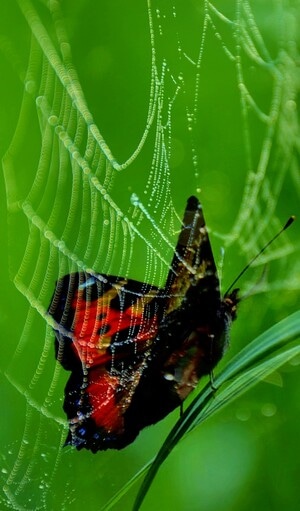 蝴蝶-蜘蛛网-花草-蝴蝶-蜘蛛网 图片素材