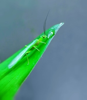 手机微距-昆虫-草蛉-自然-六月 图片素材