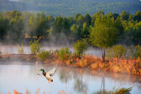大雾-野鸭子-森林-河流-绿意盎然 图片素材