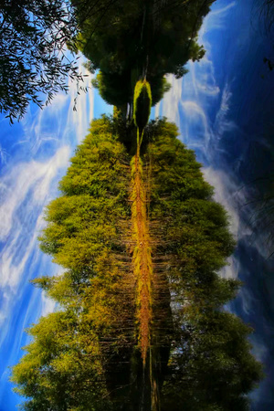 蓝天白云-池塘-森林-色彩-光影 图片素材